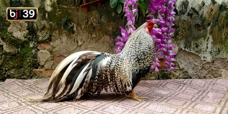 Giới thiệu chung về dòng gà cú phổ biến hiện nay