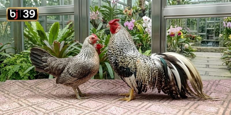Cách xác định màu mạng gà cú chính xác theo chuyên gia