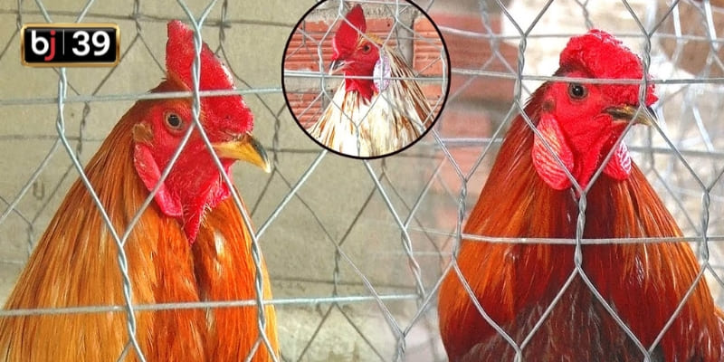 Mách sư kê cách chọn mồng gà đá chuẩn xác đến từ chuyên gia